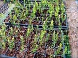 How To Grow Asparagus From Seed The Garden Of Eaden Asparagus Seeds Growing Asparagus Growing Asparagus From Seed