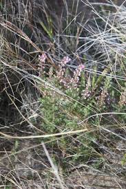 Image result for Erica woodii