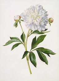 Bewitching Beautiful And Bountiful Botanical Art Bored Art Botanical Drawings Botanical Illustration Vintage Botanical Painting