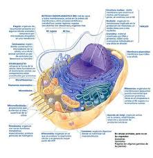 Maybe you would like to learn more about one of these? 23 Function And Structure Of Cells Ideas Teaching Biology Science Biology Life Science