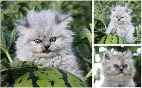 angry cat and watermelon crazy cats funny animals cute animals