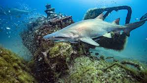 Maritime archaeologists document historic Graveyard of the Atlantic  shipwrecks | Office of National Marine Sanctuaries