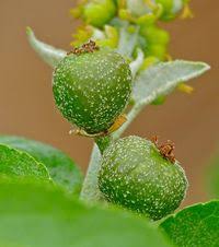 Image result for Croton megalobotrys