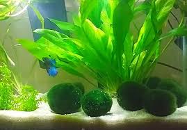 Best Aquatic Plants For Betta Tank Betta Fish Tank Diy Fish Tank Betta