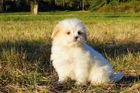 Discover more about our teddy bear puppies for sale below! We Have Amazing Healthy Toy Teddy Bear Puppies For Adoption In Florida And Near Miami Tampa Orlando Teddy Bear Puppies Puppy Adoption Cute Teacup Puppies