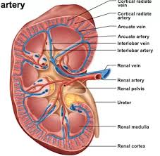 What Is The The Path Of Blood Flow Through The Kidney Quora