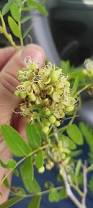 Image result for Brachystegia utilis
