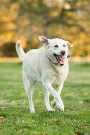 Maybe you would like to learn more about one of these? 40 Medium Sized Dog Breeds That Are The Perfect First Pet For Any Family Dog Breeds Medium Golden Retriever Labrador Labrador Retriever Puppies
