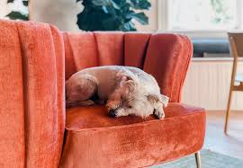 Holiday inn express pet policies vary from property to property, including pet fees and weight limits. 11 Best Pet Friendly Hotels In Wilmington Nc Planetware