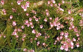 Image result for ostruhatka