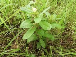 Image result for Macrotyloma