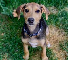Should I Get An Energetic Lab Hound Mix Dog K9 Web