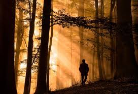 Man Walking In Woods At Dawn Autumn Forest Woods Photography Forest Painting