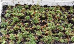 Image result for Drosera burkeana