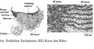 Maybe you would like to learn more about one of these? Fungsi Retikulum Endoplasma Re Blog Pak Pandani