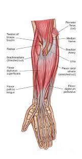Muscles and tendons of the forearm pt 1 Anatomy Of Forearm Muscles Anterior Digital Art By Stocktrek Images