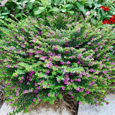 Find More Cuphea Varieties Here Cuphea Plant Plants Heather Plant