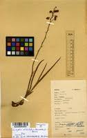 Image result for Eulophia clitellifera
