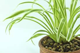 Get unique accessories for your home. Fungus Gnat Control On Spider Plant How To Get Rid Of Spider Plant Fungus Gnats