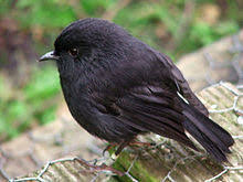 Blue jay and cardinals pet birds, backyard birds watching, beautiful birds. What Is The Classification Of A Robin