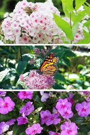 Plants That Attract Butterflies And Hummingbirds Hummingbird Plants Plants That Attract Butterflies Annual Plants