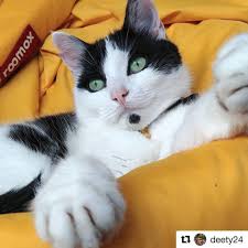 Välj bland allt från eleganta och praktiska saccosäckar, sittpuffar, till hundsängar och kuddar. Roomox Com Home Facebook