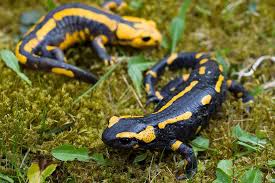 Salamanderfresser Stoppen Nabu Salamander Amphibien Wilde Tiere