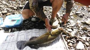 Grant Needed To Bolster Cod Recovery Program In Region Queensland Times