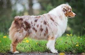 Australian Shepherd Dogs For Sale Near Me Australian Shepherd Dogs Dogs For Sale Australian Shepherd