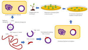 Assessment of Benefits and Risk of Genetically Modified Plants and  Products: Current Controversies and Perspective