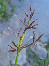 Image result for Cyperus denudatus