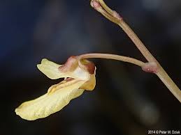 Image result for Utricularia  minor