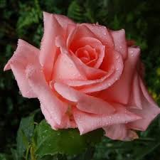 Image result for Rosa