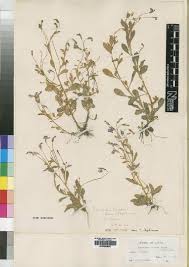 Image result for Cyphia lasiandra