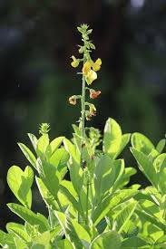 Image result for Crotalaria oocarpa