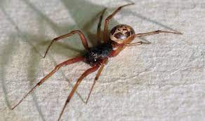 When a black widow spider does bite a person, it can cause muscle pain, nausea, and difficulty breathing, but it is seldom fatal to a healthy adult. False Widow Spider Invasion Uk Spider Bite Hotspot Revealed Nature News Express Co Uk