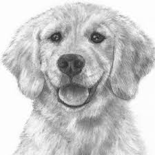 Polychromos on 30x40cm pastelmat from clairefontainedo you want to see me live drawing? Golden Retriever Puppy In Charcoal One Drawing By Kate Sumners