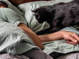 How To Stop Your Cat From Waking You Up At Night