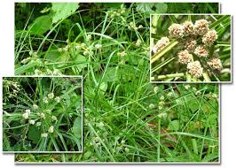 Image result for Courtoisina cyperoides