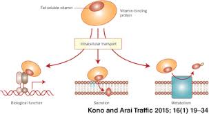Vitamins are essential nutritional elements in the human diet and have diverse biochemical functions. Intracellular Transport Of Fat Soluble Vitamins A And E Kono 2015 Traffic Wiley Online Library
