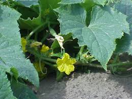 Image result for Cucumis sativus