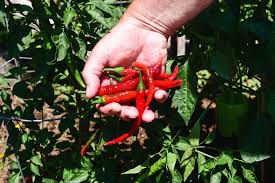 I have a small plant that has about 5 peppers growing. How To Grow Cayenne Pepper Plants