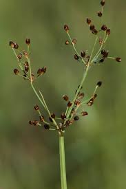 Image result for Fimbristylis complanata