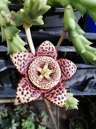 Image result for Orbea rogersii