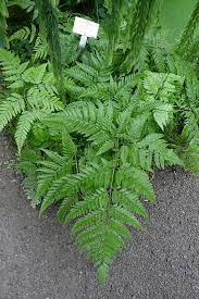 Image result for Lastreopsis vogelii