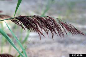 Image result for Phragmites australis