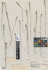 Image result for Micrargeria filiformis