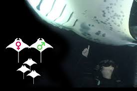 So, let us set the record straight at mantaray island we are lucky to have the majestic manta rays visit us in the tropical waters around in short no, they are not dangerous however being in the water with a 4 to 6 metre wide creature can. How Do Manta Rays Reproduce Manta Ray Advocates Hawaii