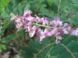 Image result for Sophora velutina