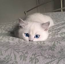 Baby Black And White Cat With Blue Eyes Pin By Cat Lovers Only Com On Animals Kittens Cutest Cute Baby Animals Cute Cats
